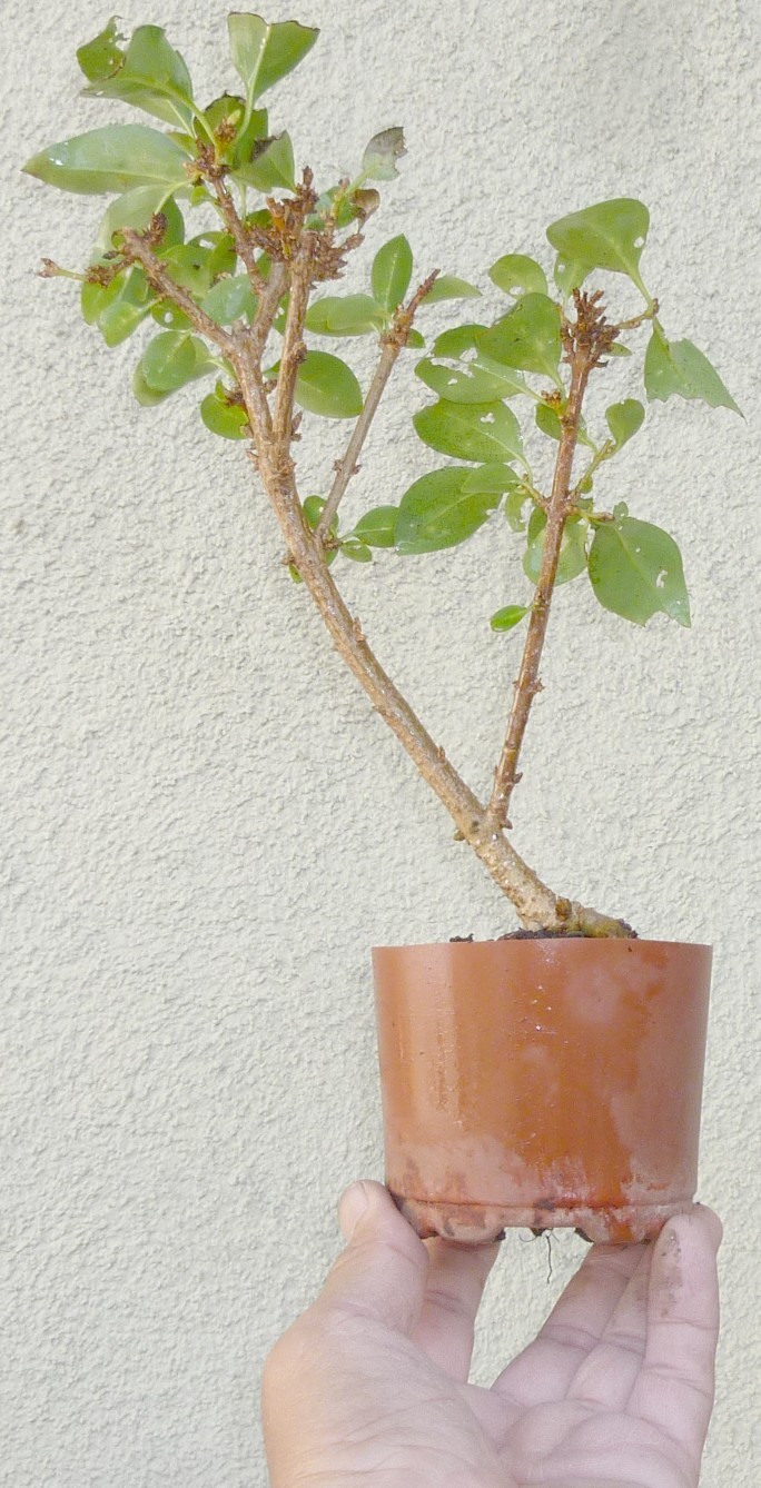 Forsythia Pre Bonsai Mame Deciduous Golden Bells Flowers