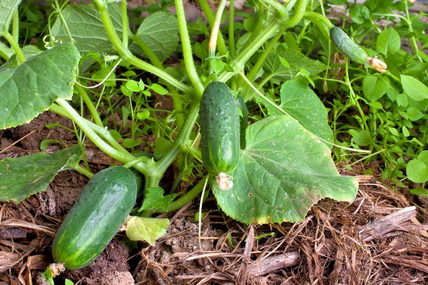 31+Muncher CUCUMBER Seeds Organic Summer Vegetable Garden Patio Container Easy