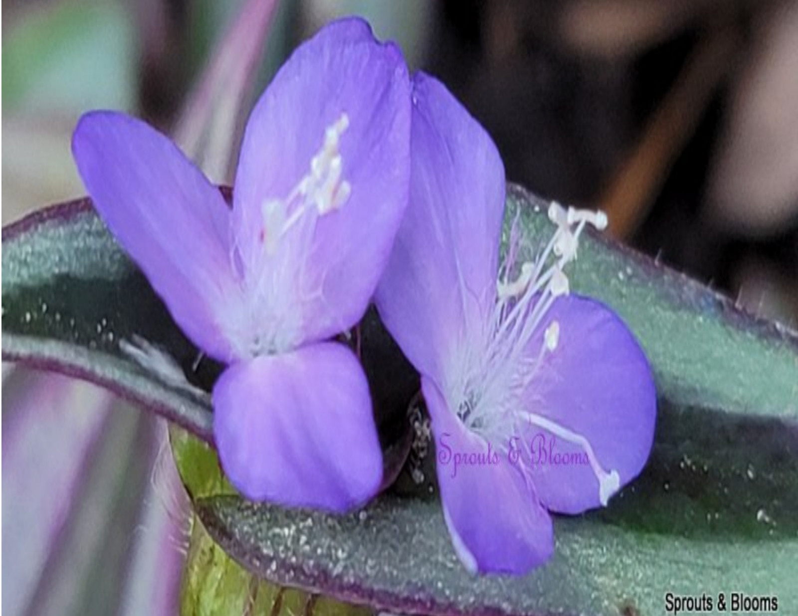 SOLD 10 Fresh Cuttings of Tradescantia Zebrina/ Wandering Jew/Spiderwort,Purple