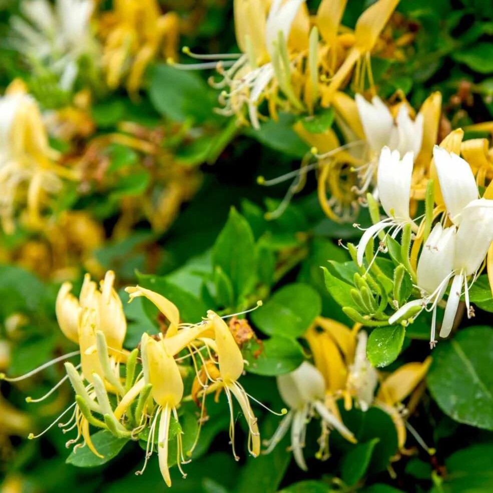 Hall’s Honeysuckle starter Live Plant – 1 Stem with Roots & Soil – 2″ Pot