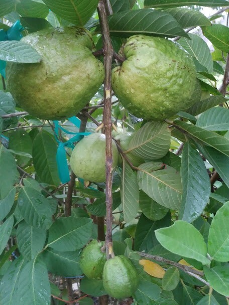 White Flesh Guava SEEDS, 20 Seeds, Fruit Seed for Home Garden
