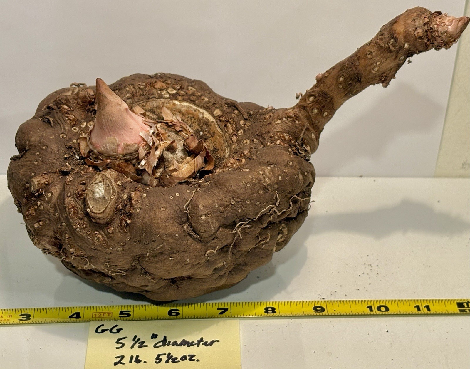 AMORPHOPHALLUS KONJAC ‘Gordon’s Gold’ 1 Dormant Bulb, (Voodoo Lily) Arisaema