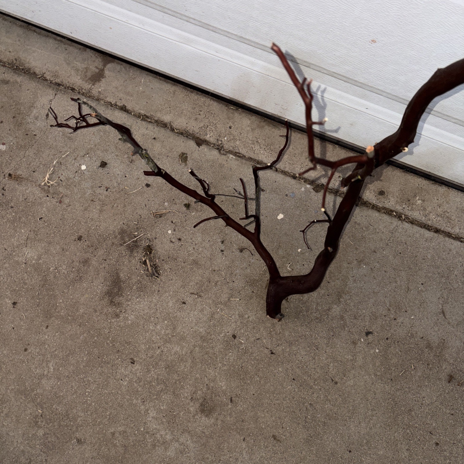 Red Manzanita Branch 3’ Tall. From Paso Robles , CA Ranch