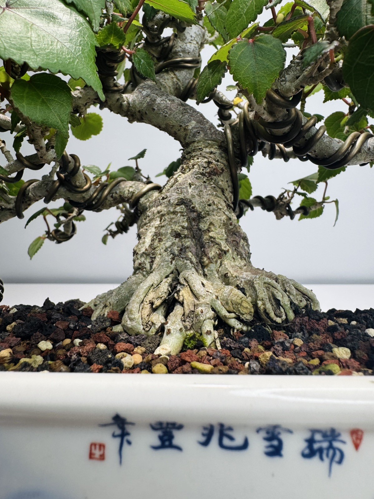 Red Stem Sea Hibiscus Bonsai (Waru)