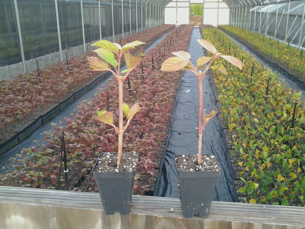 Japanese Snowball viburnum 2.5″ pot