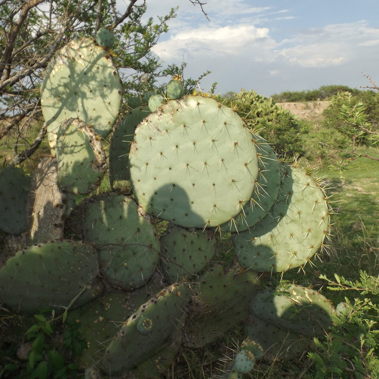 Prickly Pear Cactus ‘Vejo’ (Opuntia gilvescens) Seeds