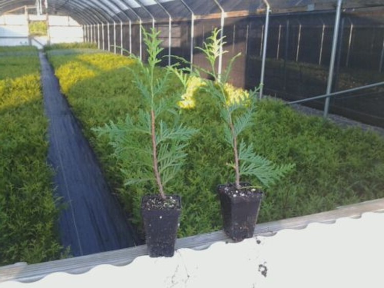 Arborvitaes Thujas Plicata 6-12″ Tall 10 Green Giant Gardens Live Plant 2.5″ Pot