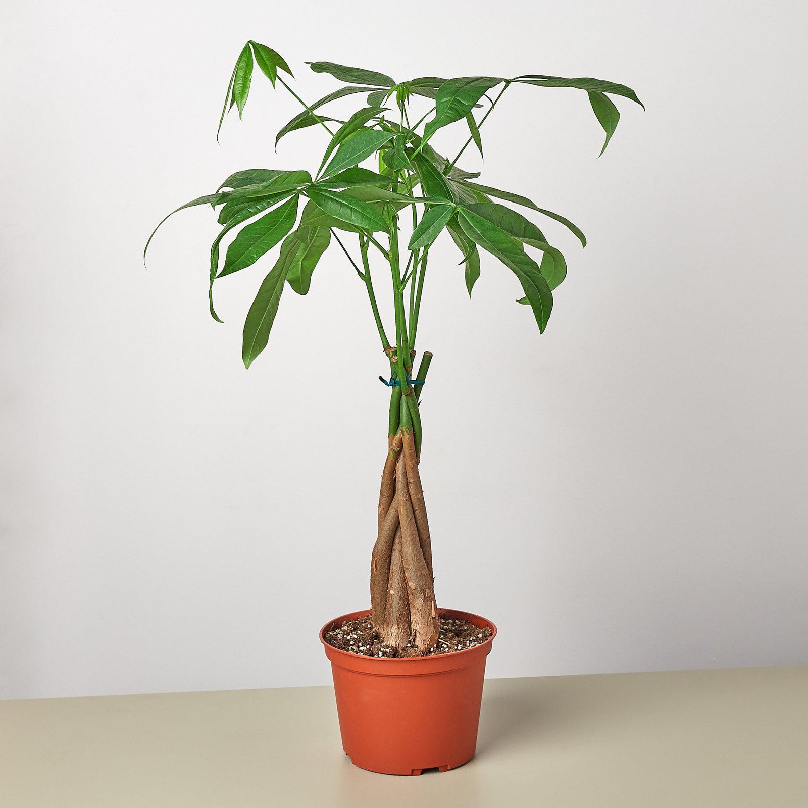 Braided Money Tree Pachira aquatica • Guiana Chestnut • 6″ Pot Good Luck Plant