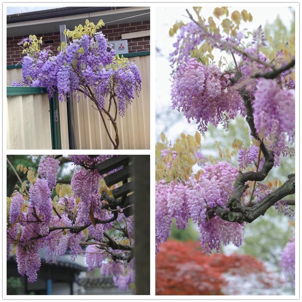 Chinese Wisteria Tree Seeds, Bonsai Seeds, Pack of 30 Bonsai Tree Seeds