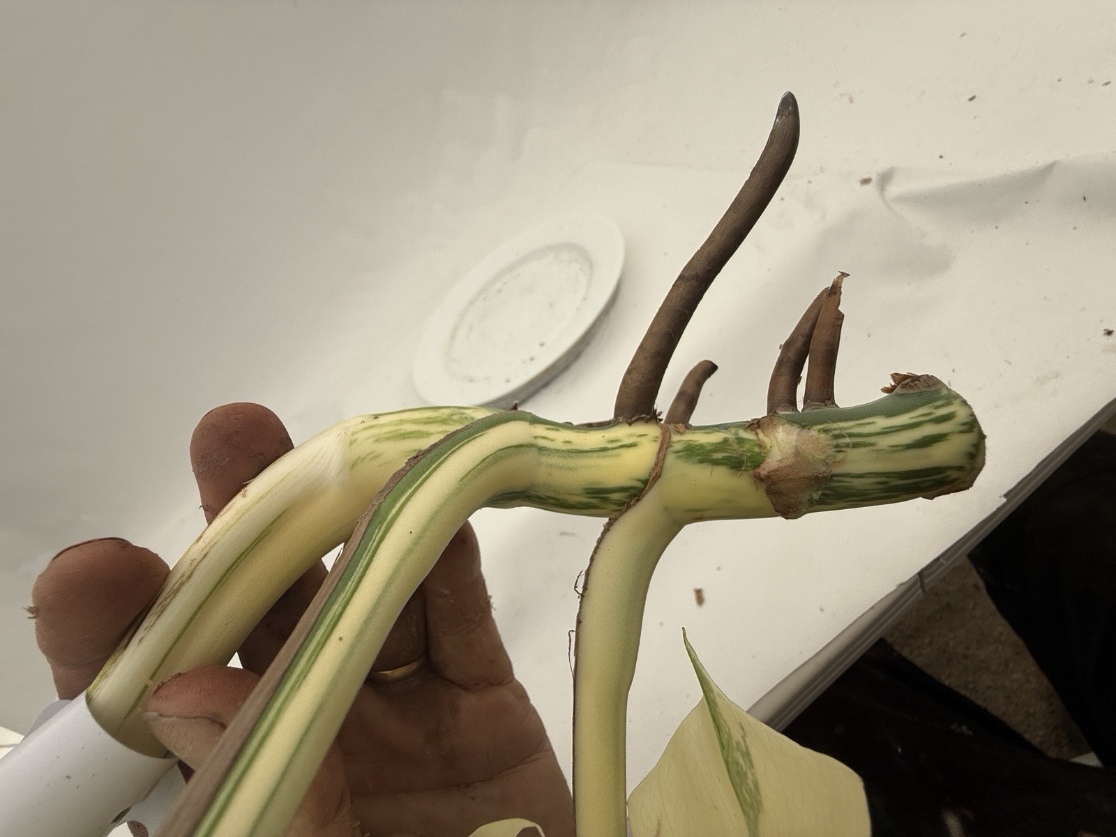 Monstera Albo top cutting EBAY-2607-002