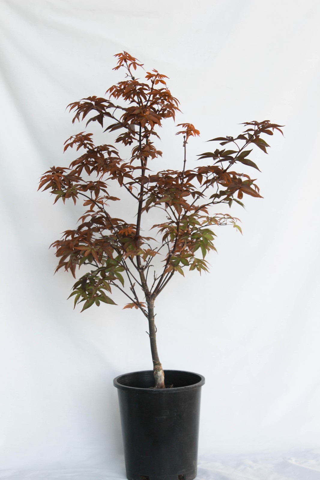 Dwarf Japanes Maple ‘ Twombly’s Red Sentinel’ Pre-Bonsai Tree – 1 Gallon