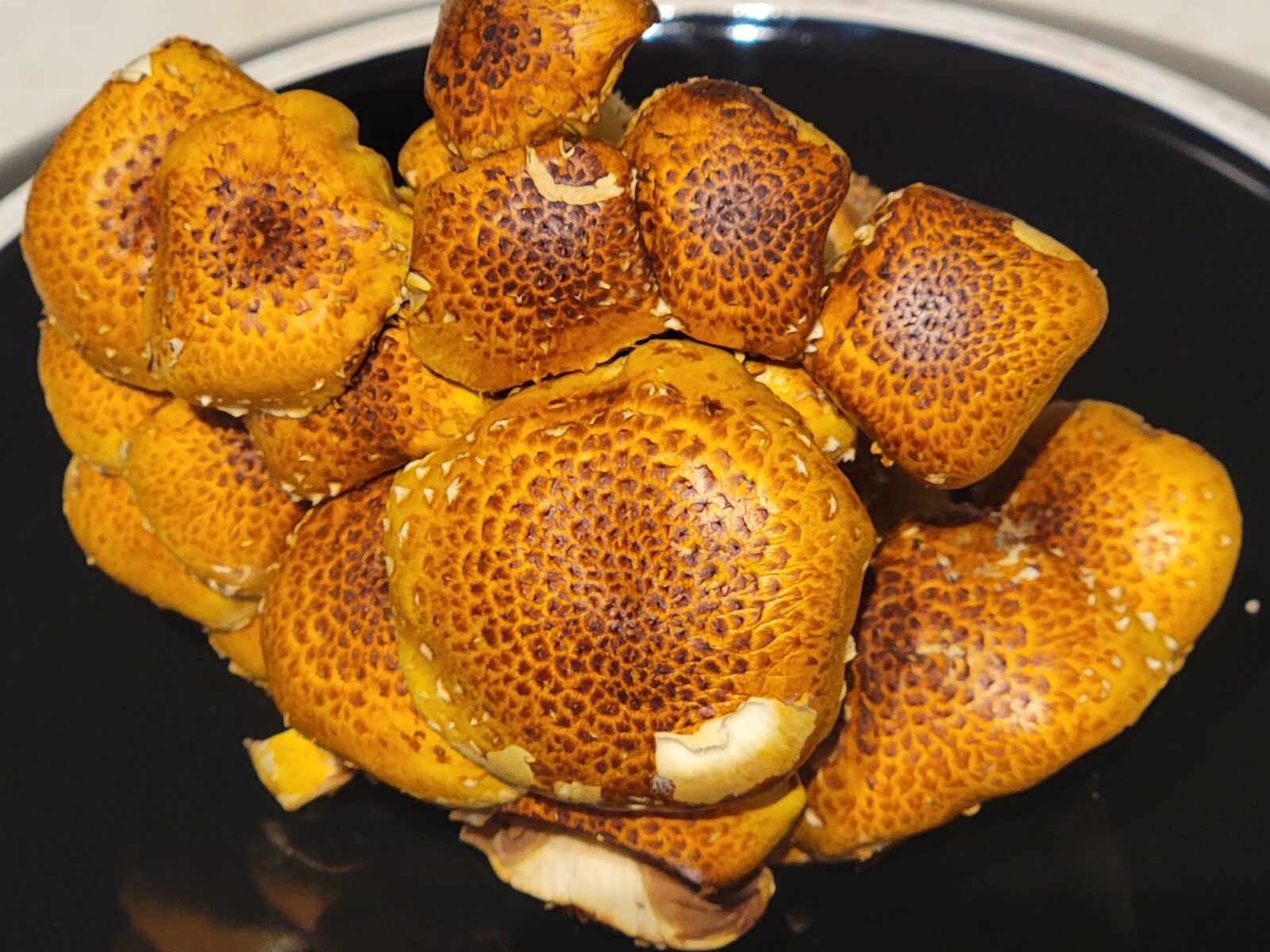 Chestnut Mushroom Pholiota adiposa Liquid Culture 10+ ml Sweet Snappy Nutty Rare