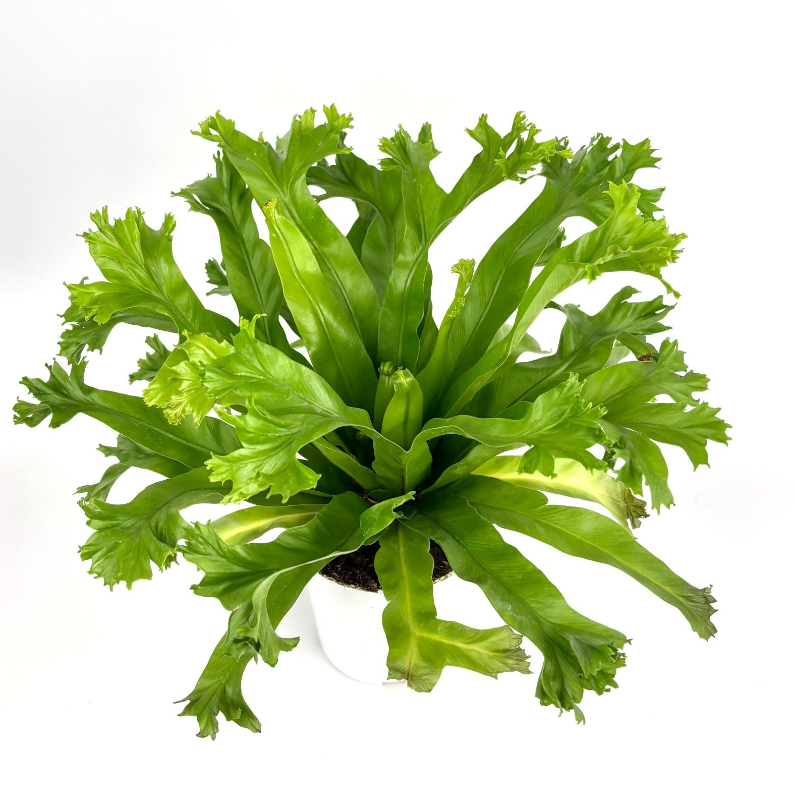 Japanese Bird’s Nest Fern Asplenium Antiquum Crissie, 4″ Pot