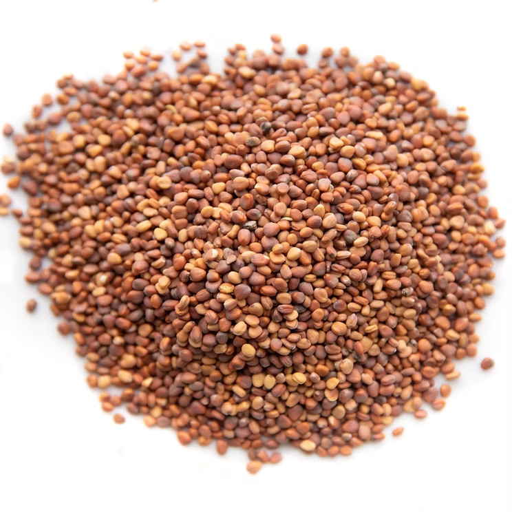 3-pack combo Savory/Spicy Powerhouse Microgreens seeds non-GMO (2.5oz. pack ea.)