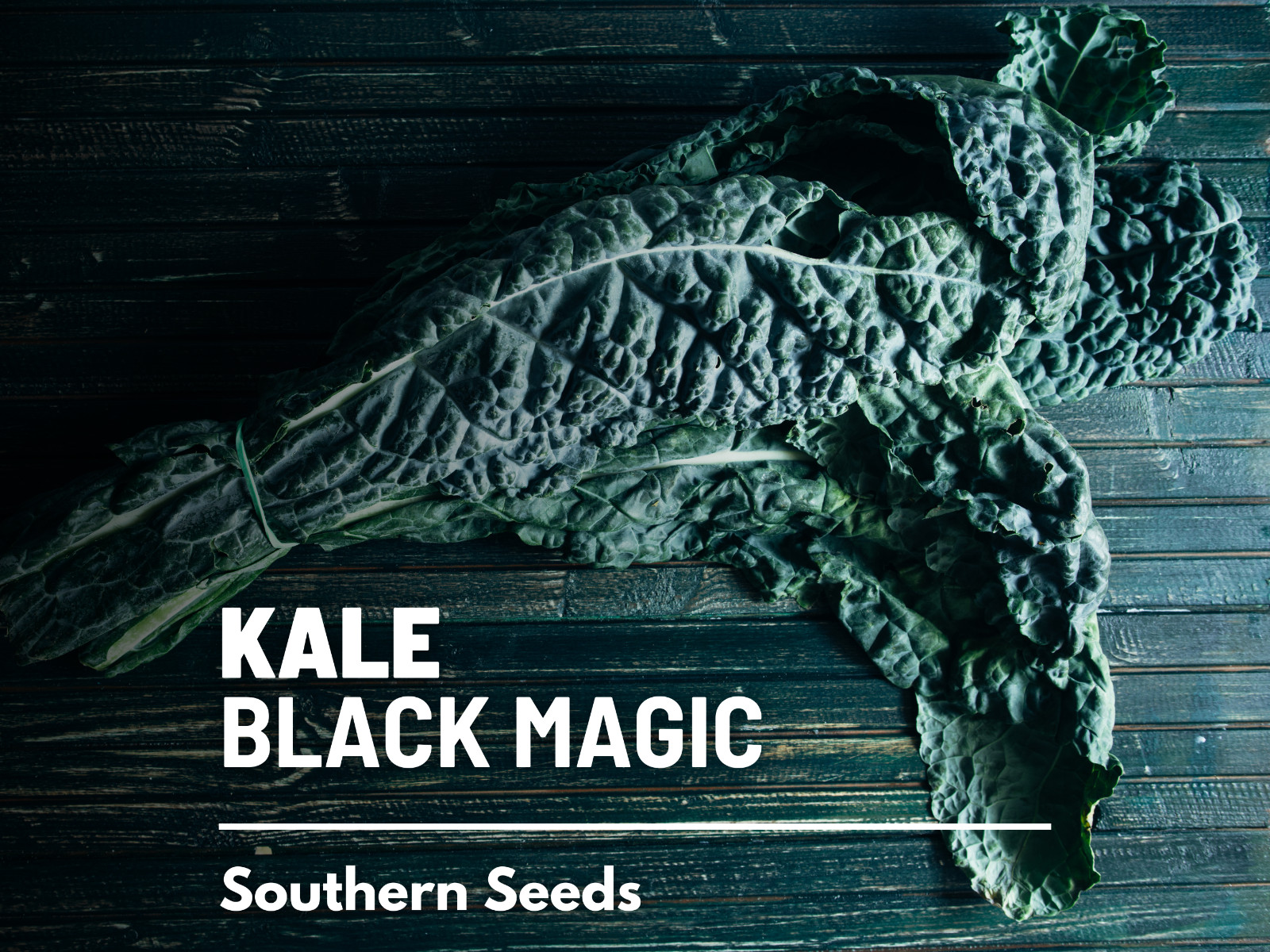 Kale, Black Magic – 100 Seeds – Sow Spring/Summer – NonGMO (Brassica oleracea)
