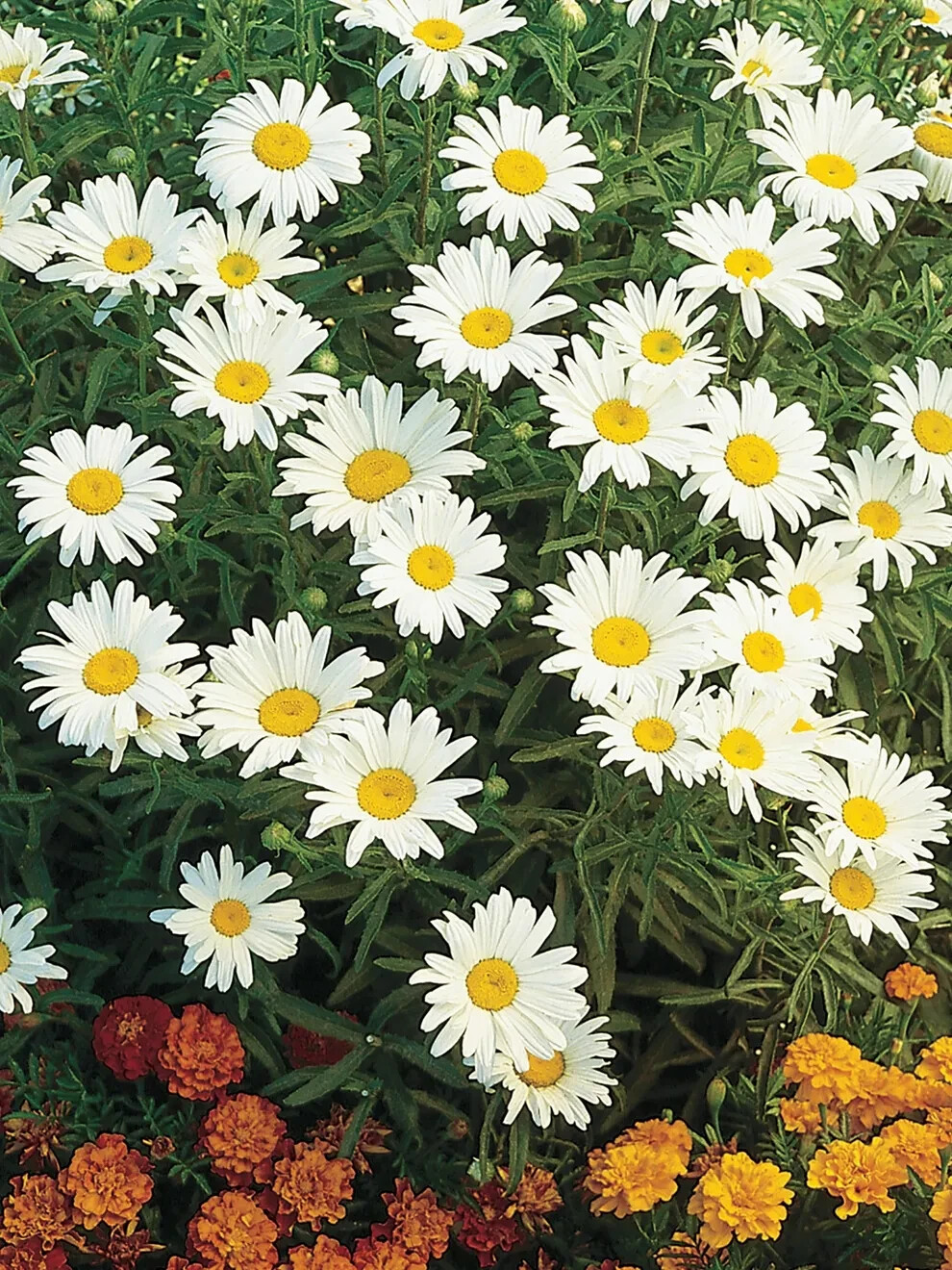 Burpee Shasta Daisy Silver Princess Seeds Perennial Seed Packet White Daisies