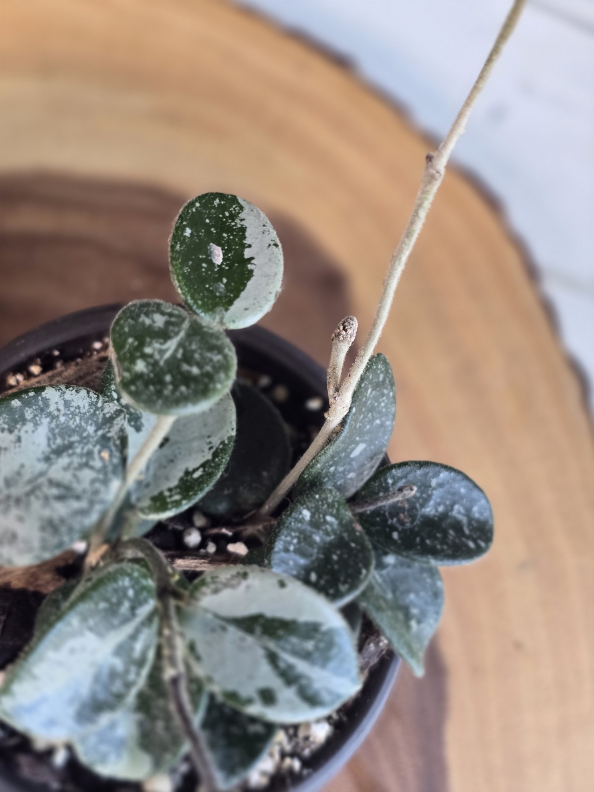 Hoya Mathilde Super Splash