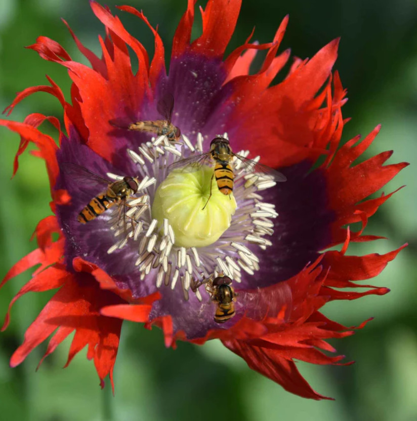 Poppy DELUXE GIANT & DRAMATIC MIX Huge Pods Pollinators Non-GMO 1000 Seeds