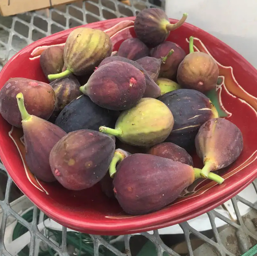Set of 4 Live Fignomenal Fig Plants – 4–6” Tall – No Pot – Edible Fruit Plant