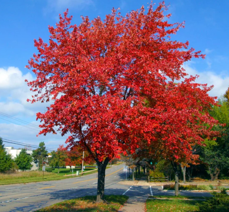 2 Live Brandywine Maple Plants – 4–6” Tall – 3” Pot – Landscape Tree