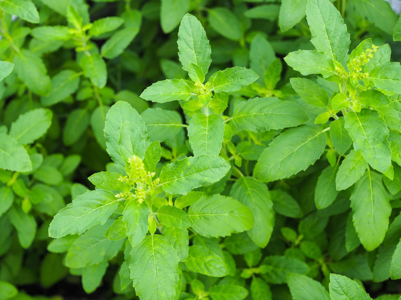 250 Green Tulsi HOLY BASIL Ocimum Sanctum Tenuiflorum Herb Flower Seeds *Flat SH