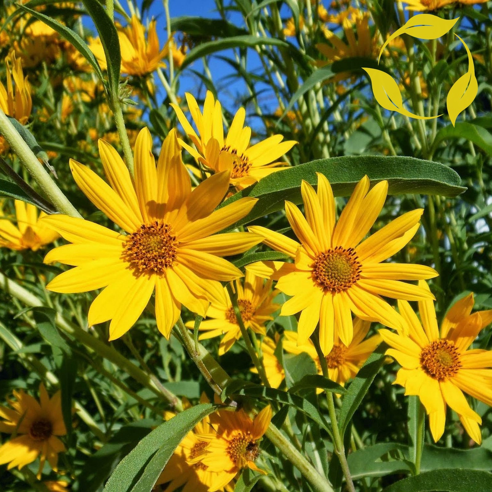 MAXIMILIAN’S SUNFLOWER Helianthus Maximiliani 50 SEEDS