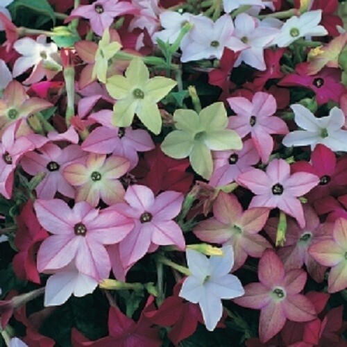 10,000 Jasmine Tobacco Sensation Fragrant Flowering Seed Mix Nicotiana Alata