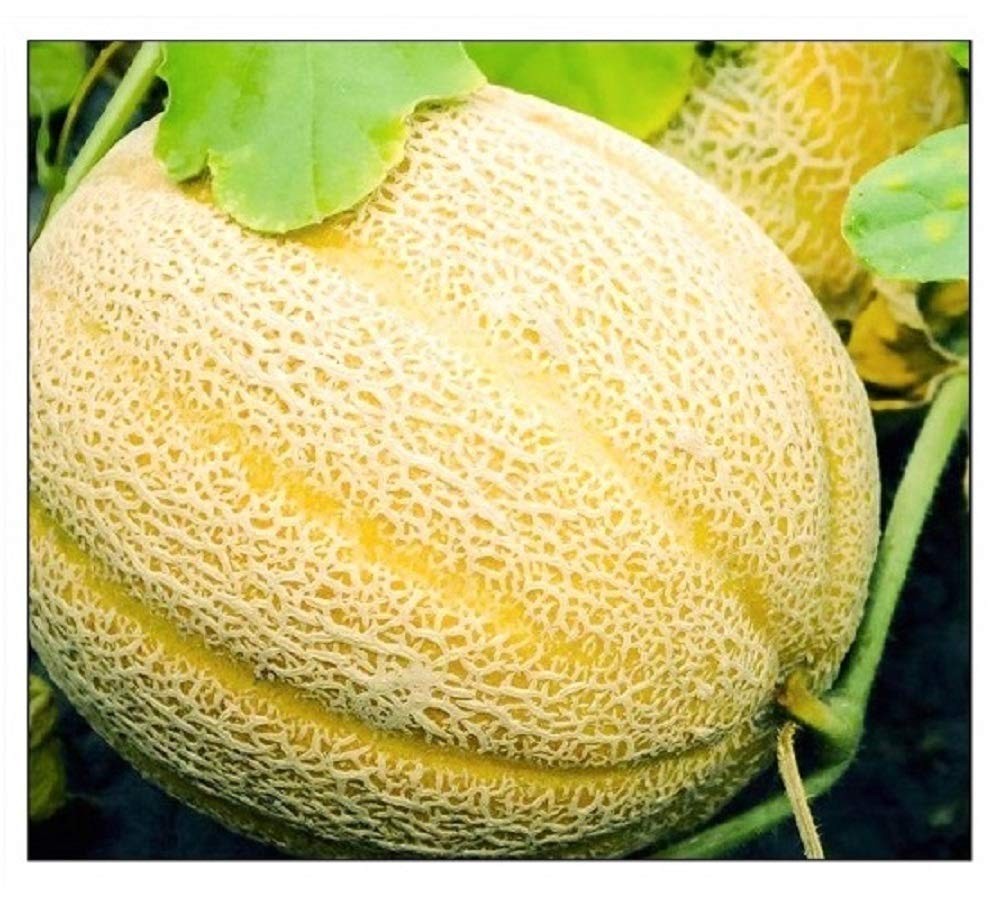 Hales Best Jumbo Cantaloupe Seeds 50 Count Heirloom Non-GMO – Up to 5 lbs Fruit