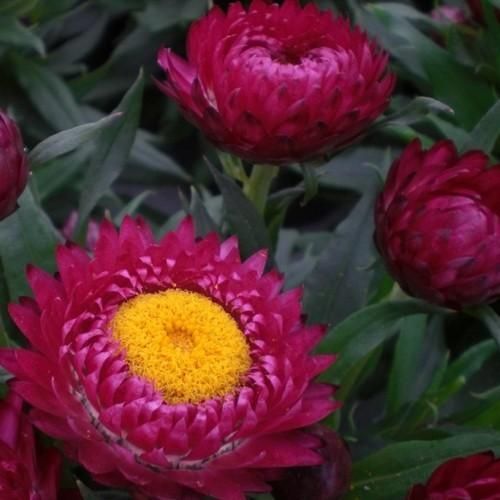 Purple Red Strawflower Seeds | 100 – 2,000 Seeds | Non-GMO | Free Shipping 1220