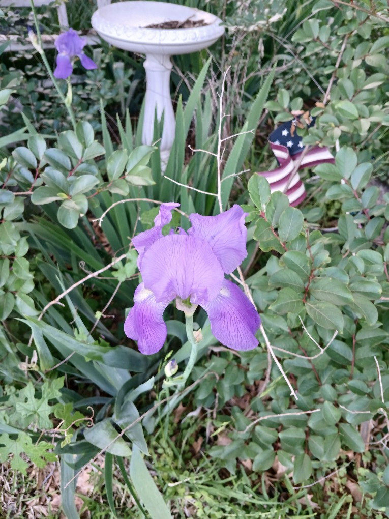 Tall Light purple Iris rizome with full foliage