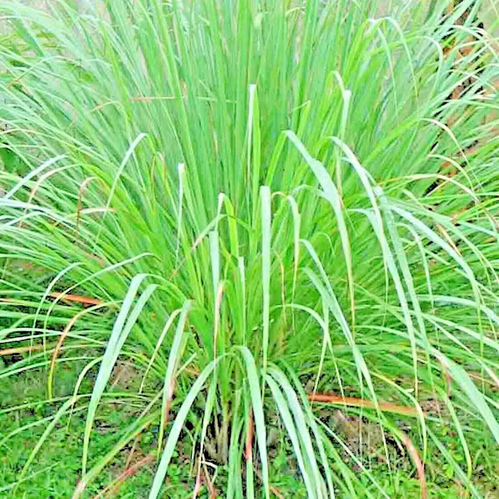 LEMONGRASS Approx 1000 SEEDS LEMON GRASS MOSQUITO INSECT REPELLENT FRESH NON-GMO