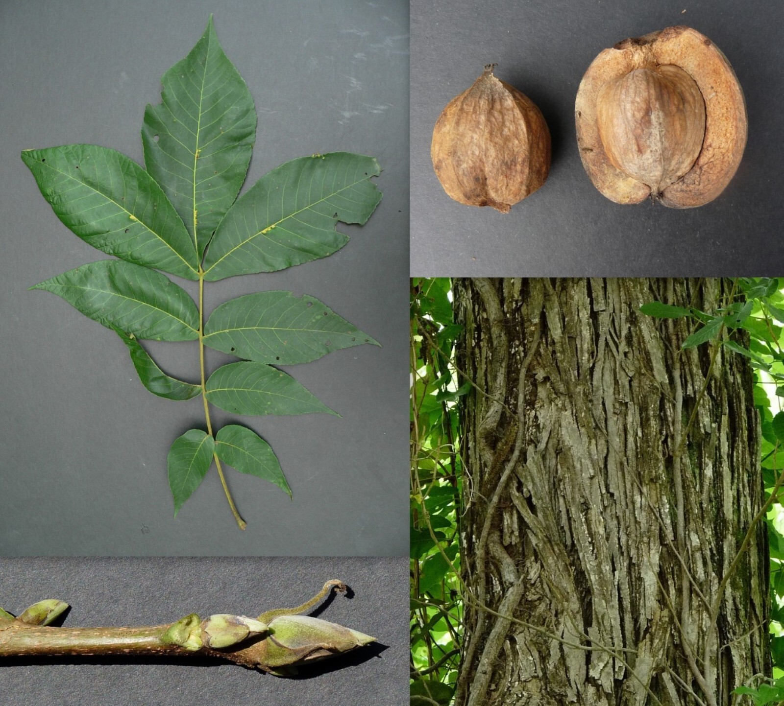 8-12” tall Shellbark Hickory (Carya laciniosa) tree plant