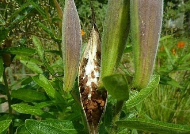 Butterfly weed 200 seeds Asclepias tuberosa native orange milkweed Monarchs