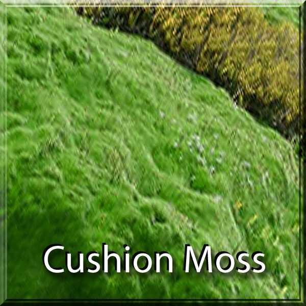 Premium Super Mix Fresh Live Moss Assortment Terrarium Fairy Garden Vivarium