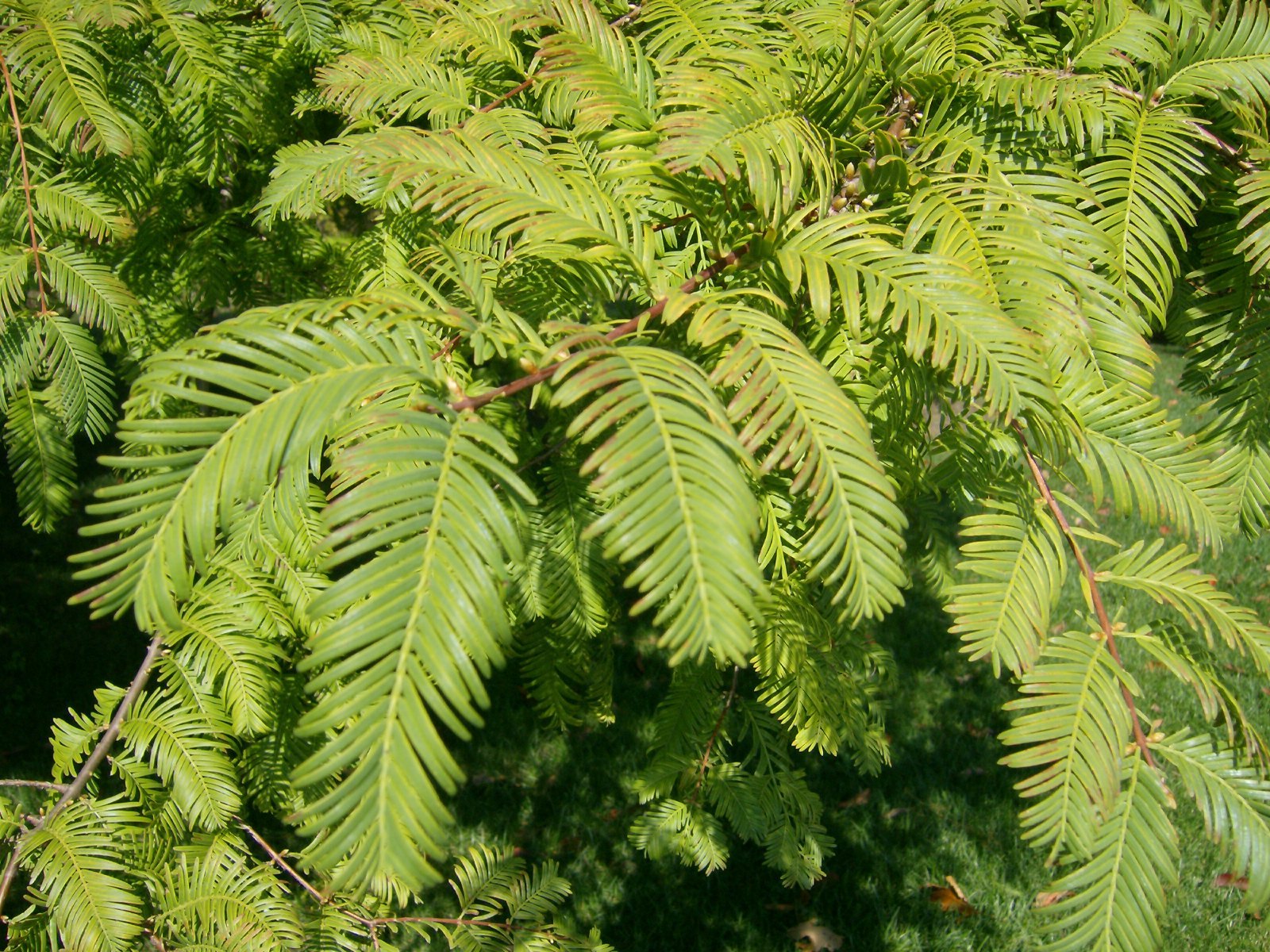 25 DAWN REDWOOD SEEDS – Metasequoia glyptostroboides