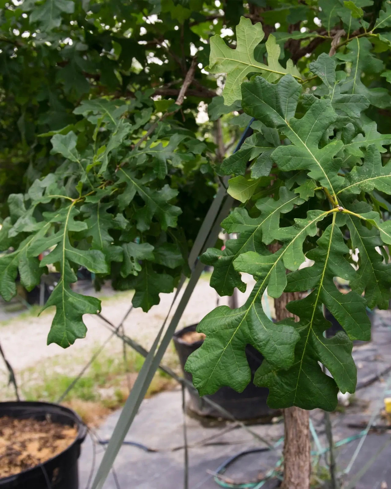 1 Bur Oak Tree 12-24″ Quercus macrocarpa Bare Root
