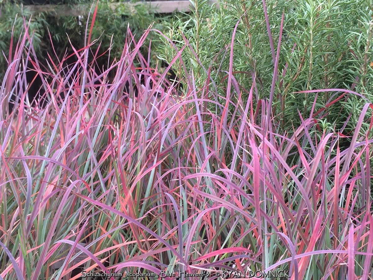 BULK SEEDS!…Schizachyrium scoparium…Little Bluestem Grass..KSseed.QTY/bag500