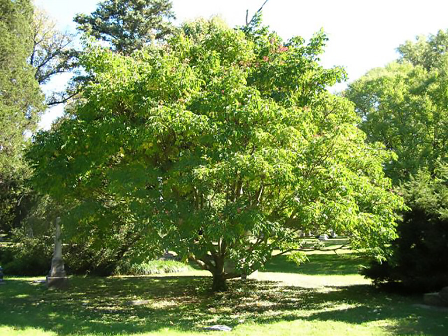 Korean Evodia, (Bee Bee Tree), Evodia danielli, Tree Seeds