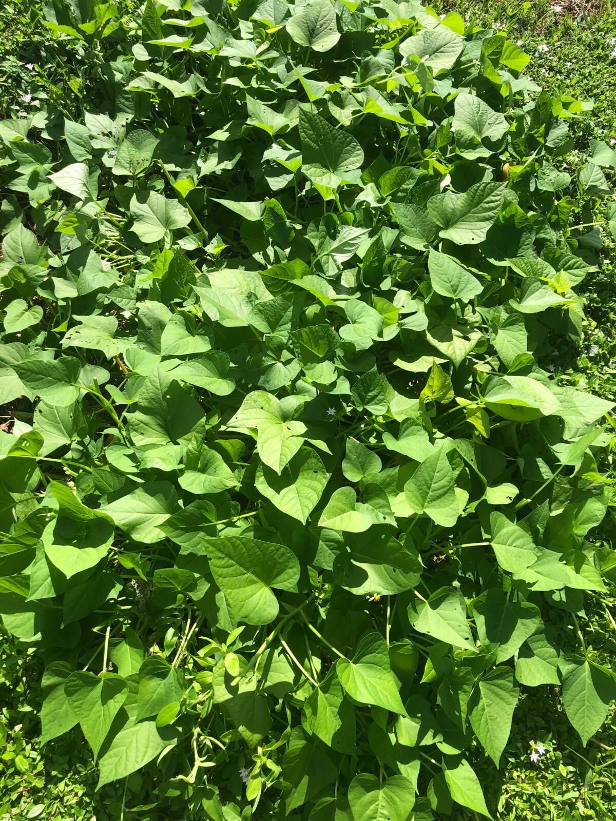 10 Japan cutting Sweet Potato slips / vine – purple skin (Murasaki) Sweet Potato