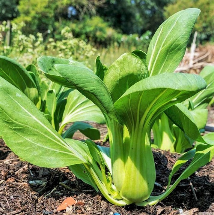 Green Stem Shanghai Bok Choy Seeds |USA Pok Choi Cabbage Chinese Asian Seed 2024