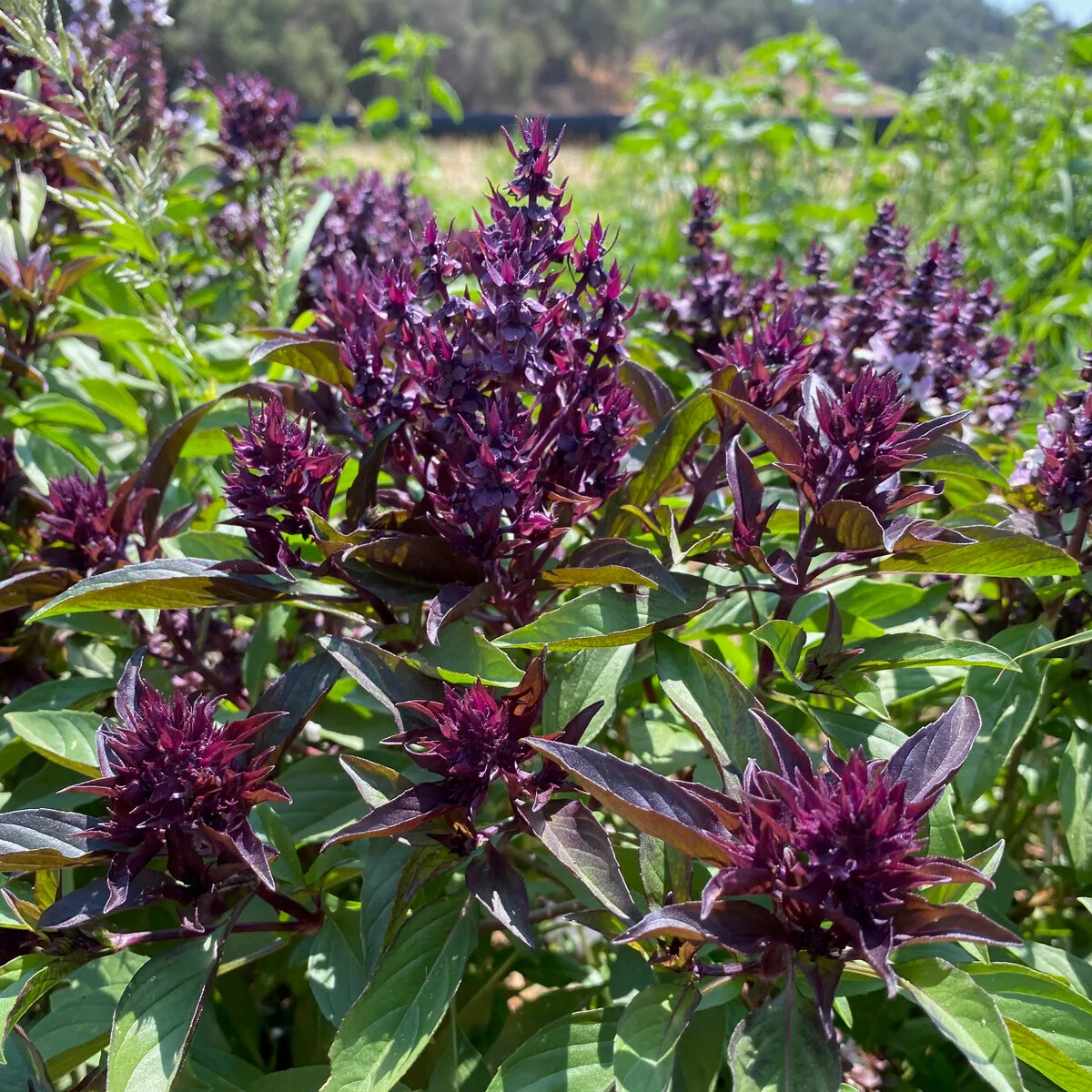 Thai Basil Seeds 150+ Ocimum basilicum Khmer Chi Neang Vorng (Anise Licorice)