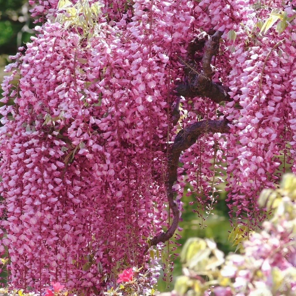 Wisteria floribunda ‘Rosea’ – Soft Pink Cascades with Sweet Spring Fragrance