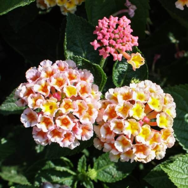 Live Lantana Starter Plant: Heat-Tolerant Tender Perennial for Garden & Pot