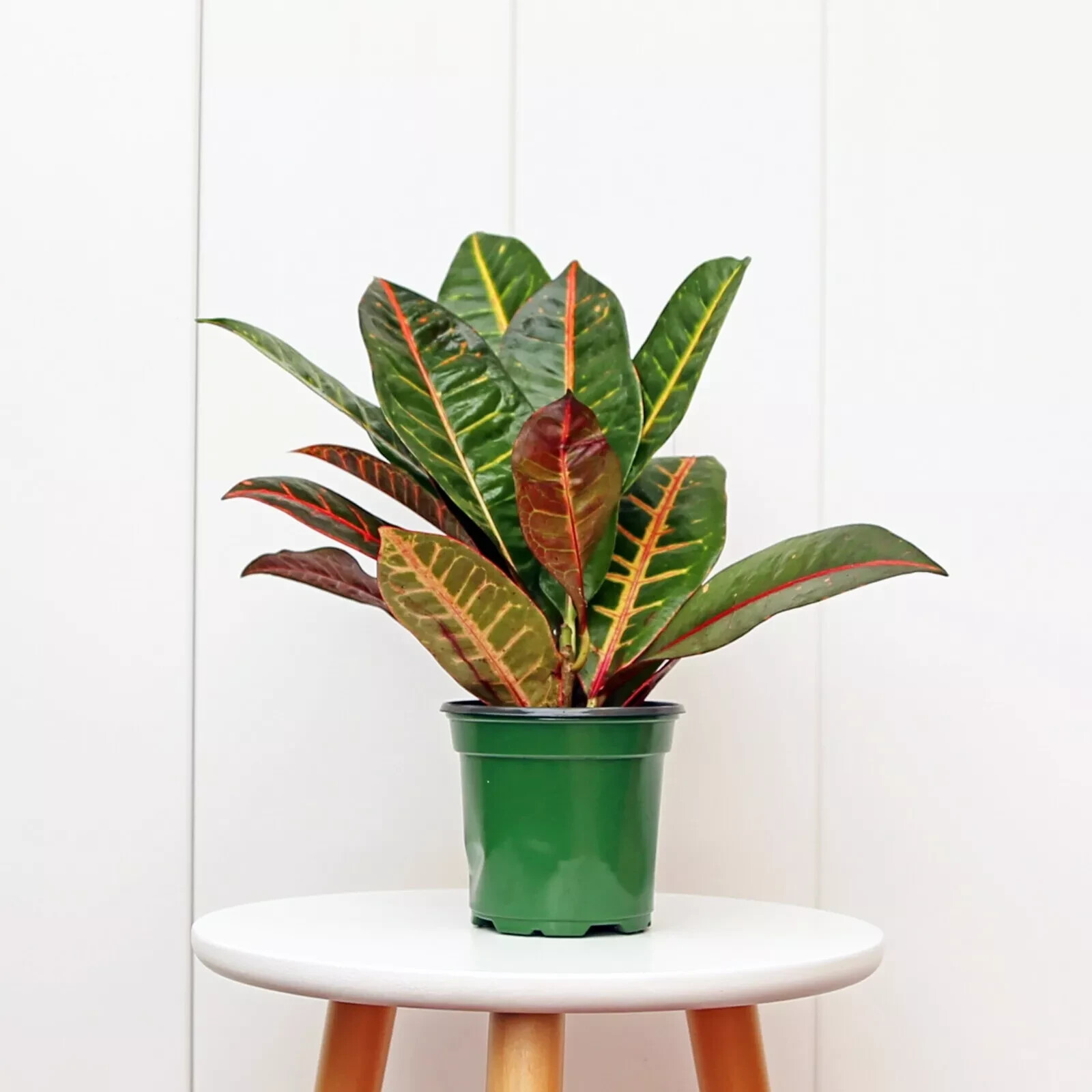Petra Croton, LIVE Tropical Plant, Houseplant Multicolored in 4″ pot