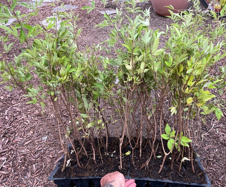 Vitex Chaste tree – Live Plants – Lilac Chasteberry
