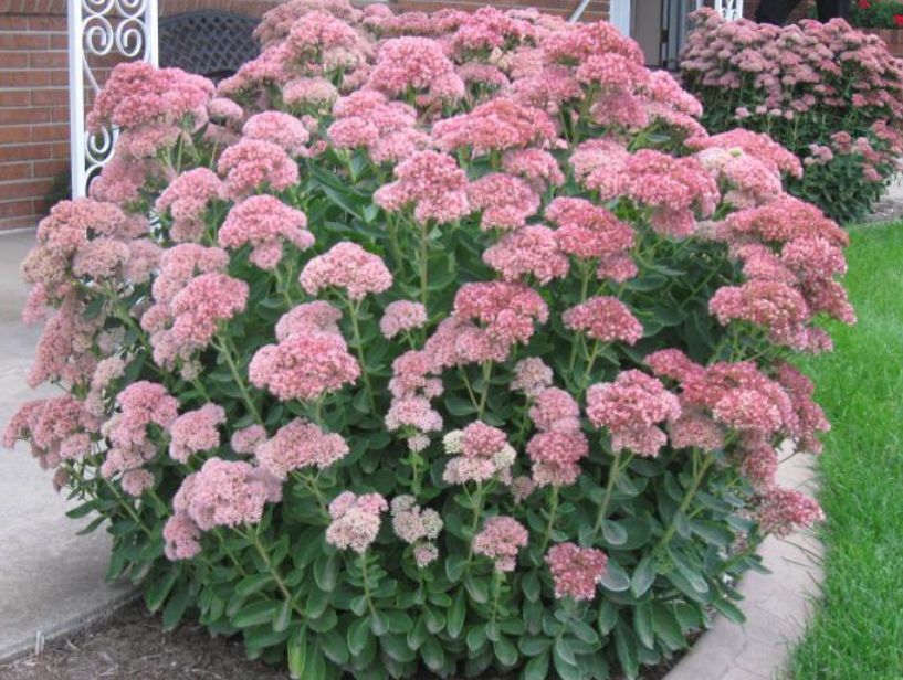 Succulent | Sedum ‘Autumn Joy’ | Sedum Stonecrop | Easy Hardy Plant | Butterfly