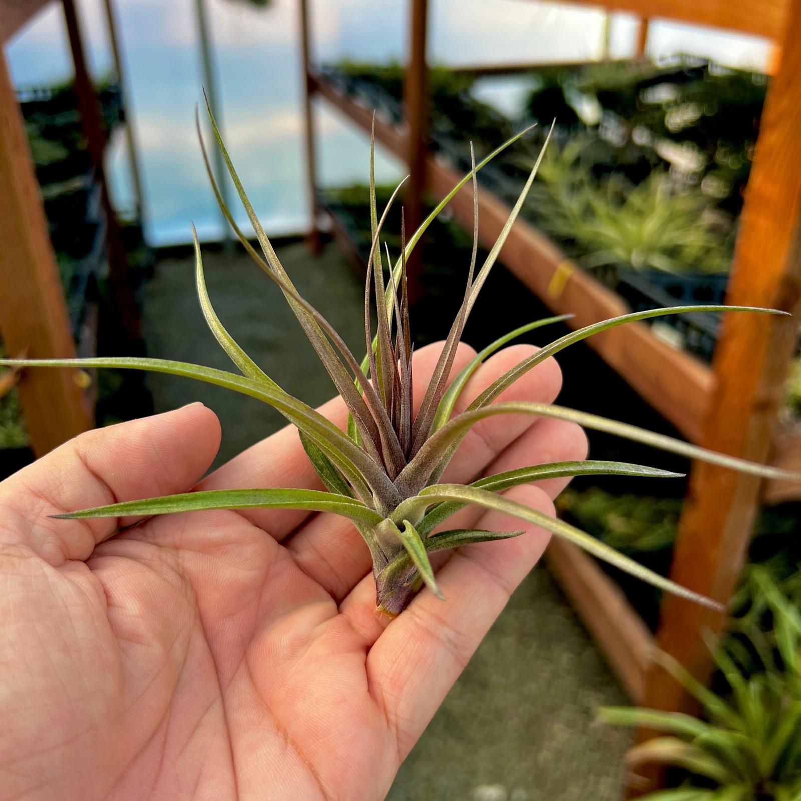 Stricta Magenta Offset (Deep Green & Magenta Colors)