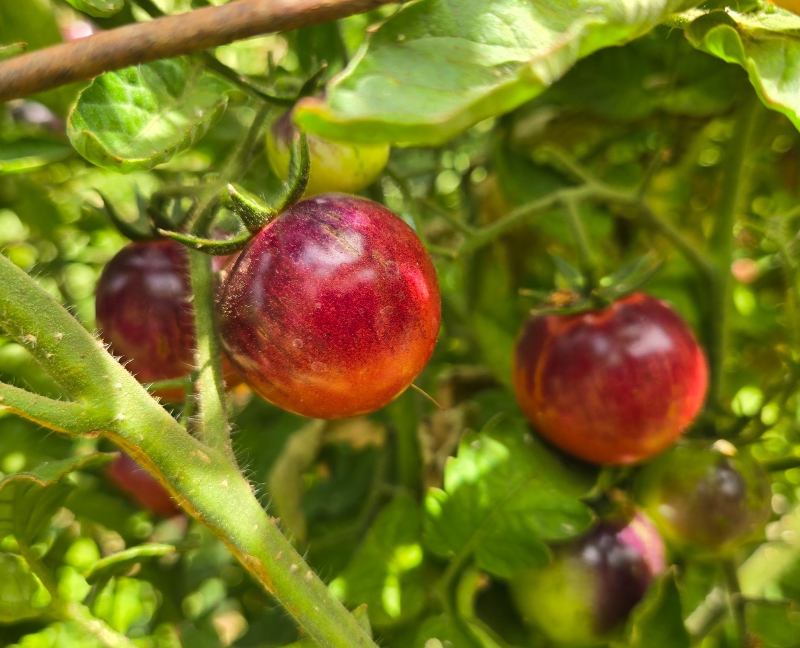 Organic *BLACK STRAWBERRY* Heirloom Cocktail Cherry Tomato Seeds! 🍅