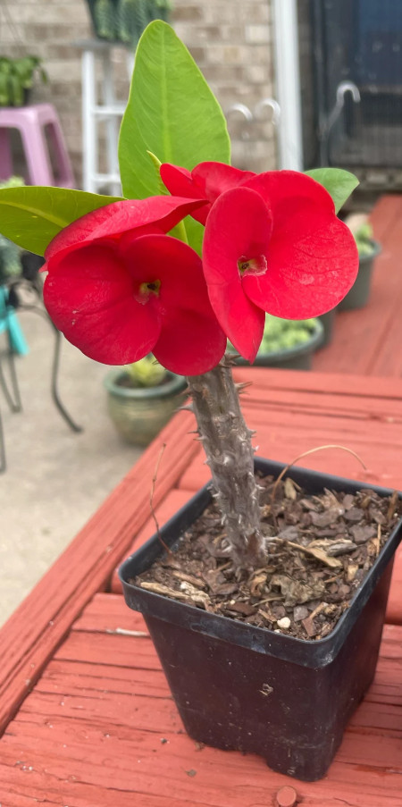 Red Crown of Thorns – Euphorbia milii ‘Floral Red’ – Live Plant in 2″ Pot