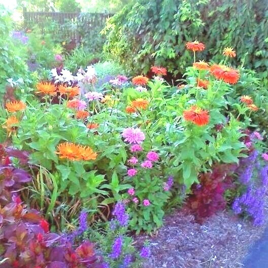301+GIANT CACTUS ZINNIA MIX Seeds Summer Flowering Annual Cut Flowers Fast Easy